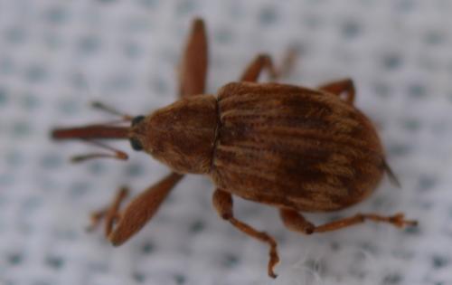 Réf. 343 681 : Anthonomus rectirostris